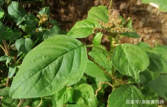 凹头苋的功效与作用-用法及别名-凹头苋图片