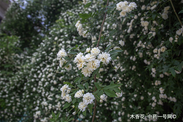 木香花的功效与作用-用法及别名-木香花图片