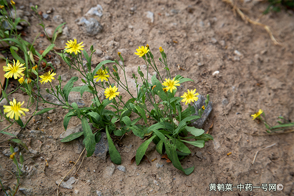 黄鹌菜