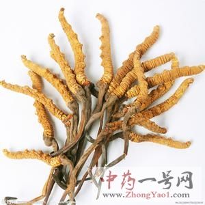 冬虫夏草的功效与作用-用法及别名-冬虫夏草图片