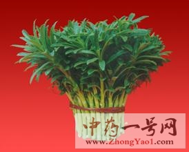 救心菜的功效与作用-用法及别名-救心菜图片