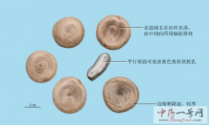 马钱子的功效与作用-用法及别名-马钱子图片