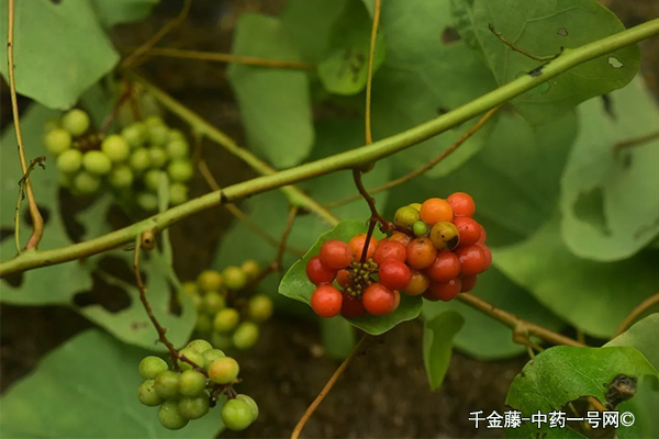 千金藤的功效与作用-用法及别名-千金藤图片