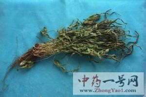 凤尾草的功效与作用-用法及别名-凤尾草图片