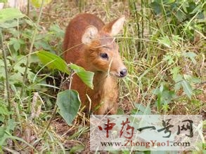 獐奶的功效与作用-用法及别名-獐奶图片