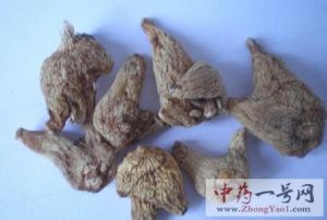 白芨的功效与作用-用法及别名-白芨图片