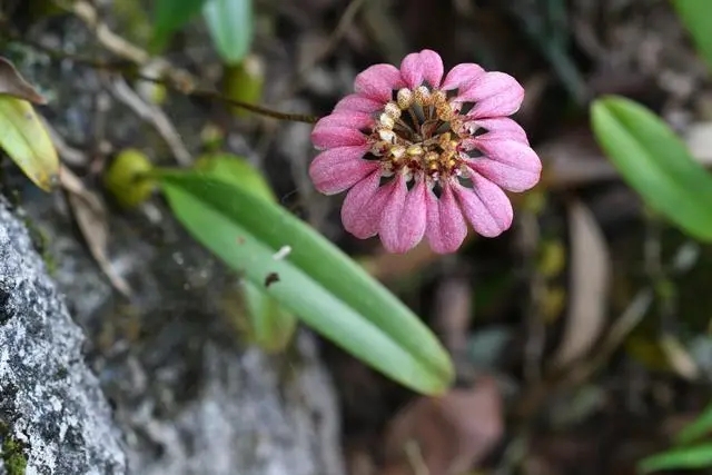 一匹草