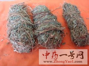 鸡骨草的功效与作用-用法及别名-鸡骨草图片