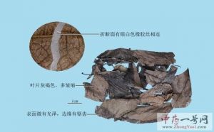 杜仲叶的功效与作用-用法及别名-杜仲叶图片