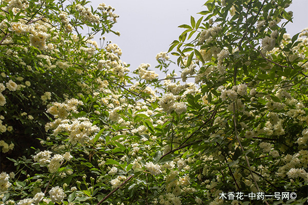 木香花