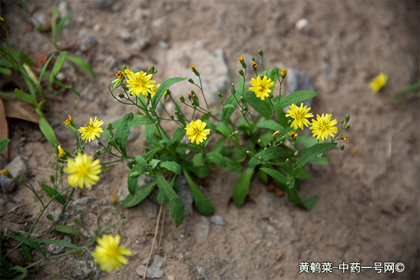 黄鹌菜的功效与作用-用法及别名-黄鹌菜图片