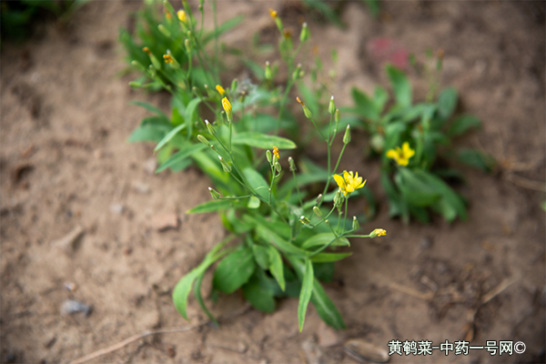 黄鹌菜