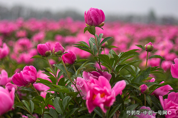 芍药花