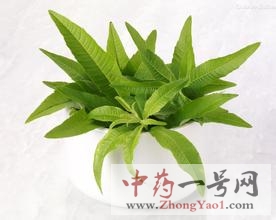 柠檬马鞭草