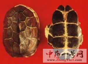 龟甲的功效与作用-用法及别名-龟甲图片