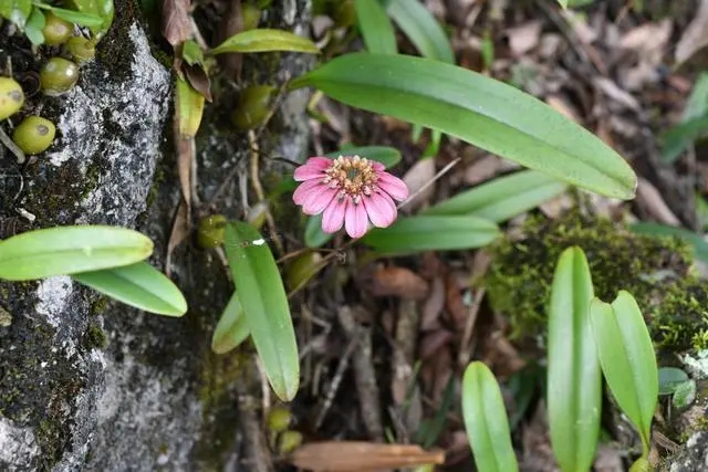 一匹草