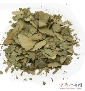 青钱柳叶的功效与作用-用法及别名-青钱柳叶图片